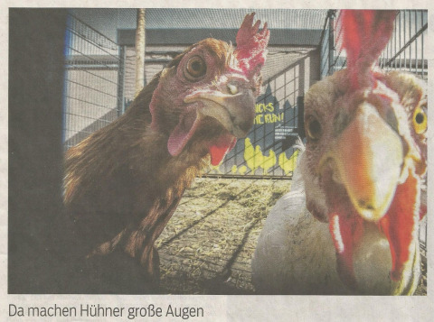 Zeitungsfoto von zwei Hühnern, die in die Kamera schauen